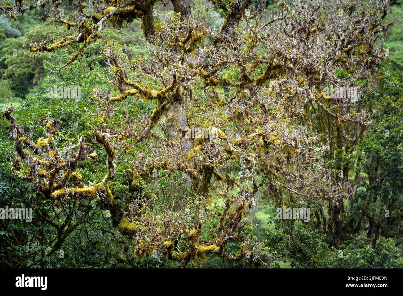 Detail from moss covered trees in the rainforest, San Gerardo de Dota, Costa Rica. Stock Photo
