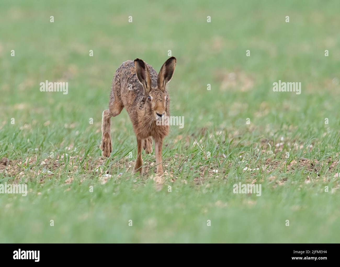 A wild Brown Hare sprinting across the farmers spring barley crop  towards the camera  . Suffolk, UK Stock Photo
