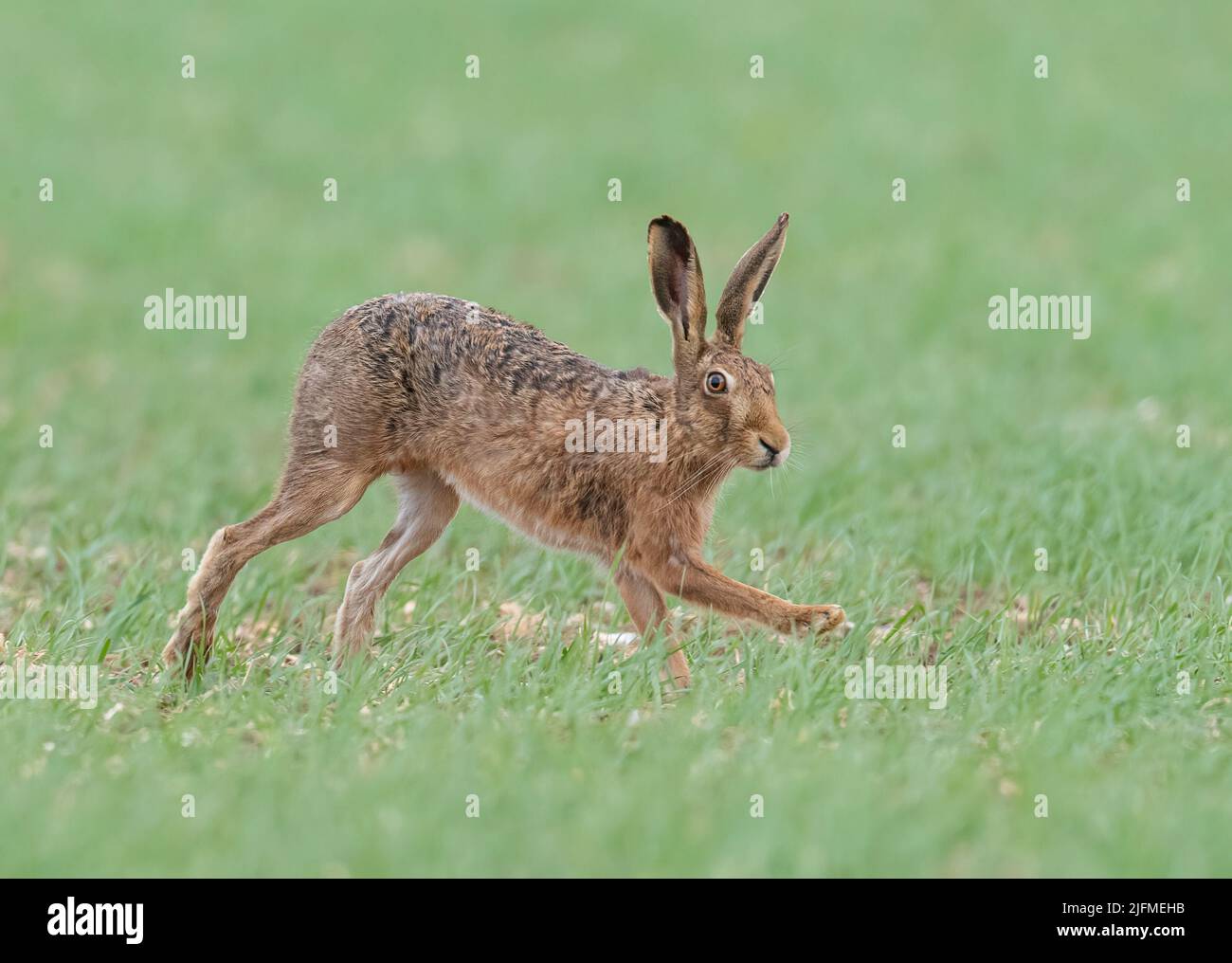 A wild Brown Hare sprinting across the farmers spring barley crop in pursuit of a female in the spring . Suffolk, UK Stock Photo