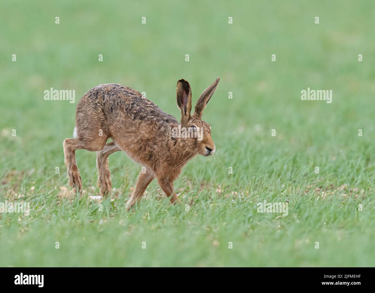 A wild Brown Hare sprinting across the farmers spring barley crop in pursuit of a female in the spring . Suffolk, UK Stock Photo
