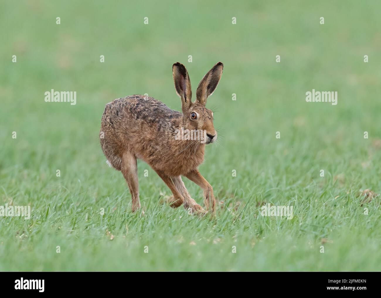 A wild Brown Hare chasing across the farmers spring barley crop in pursuit of a female  . Suffolk, UK Stock Photo