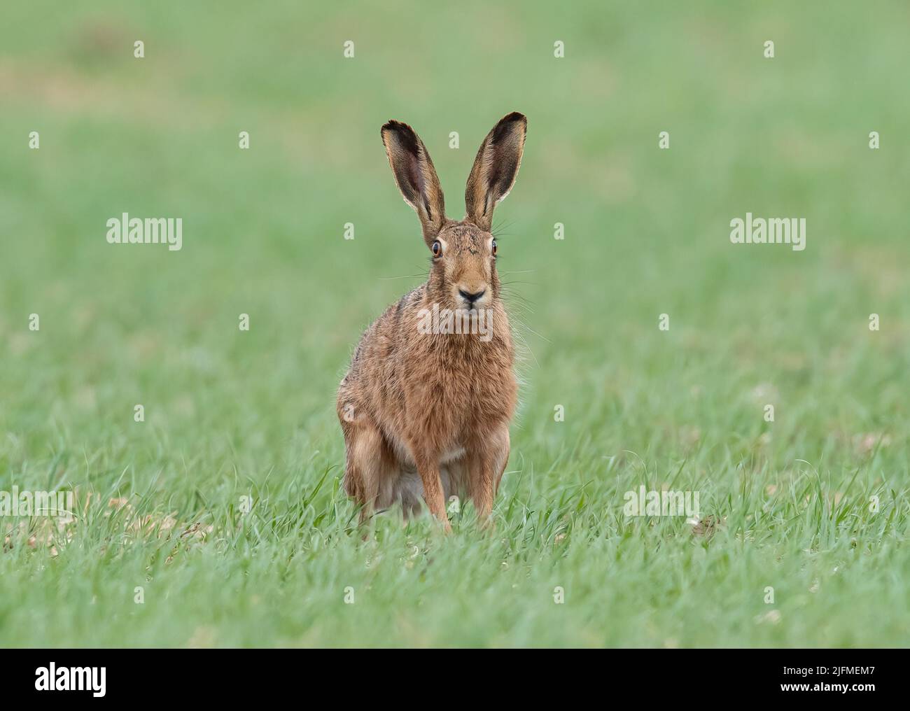 A great big strong Brown Hare sitting looking straight at the camera . He has huge ears and is sitting in the farmers Spring Barley . Suffolk.UK Stock Photo