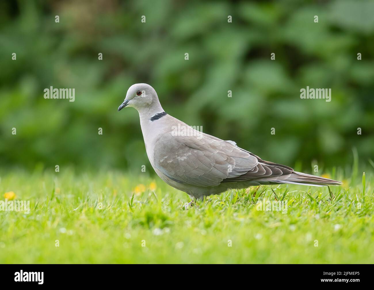 A Collared Dove, a regular garden visitor , feeding in a garden in Essex . UK . Stock Photo
