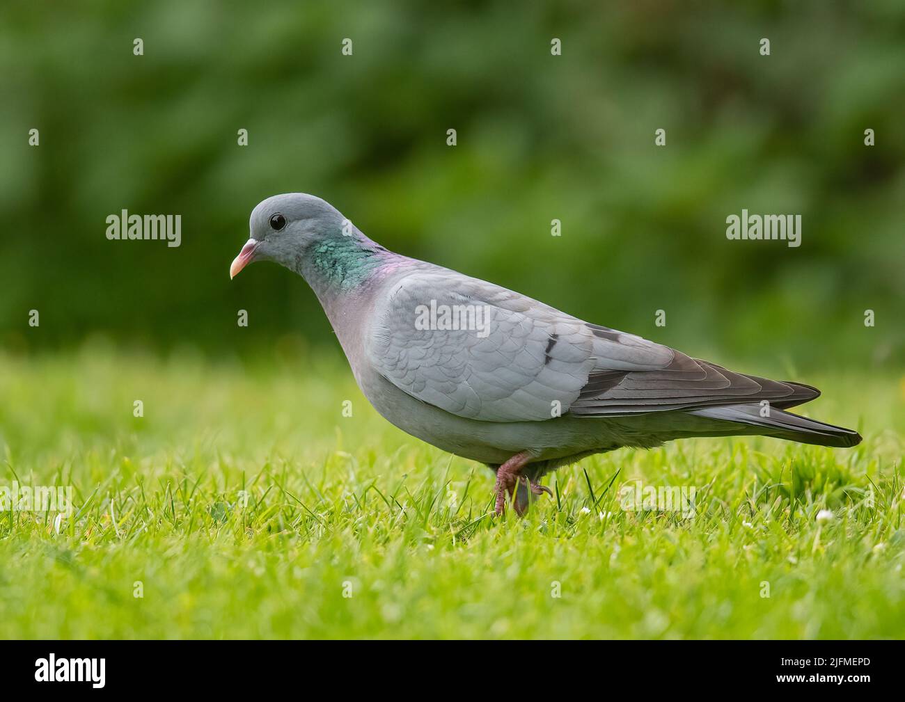 A colourful Stock Dove (Columba oenas) , showing the iridescent green neck band while feeding at a farm  in Essex . UK Stock Photo