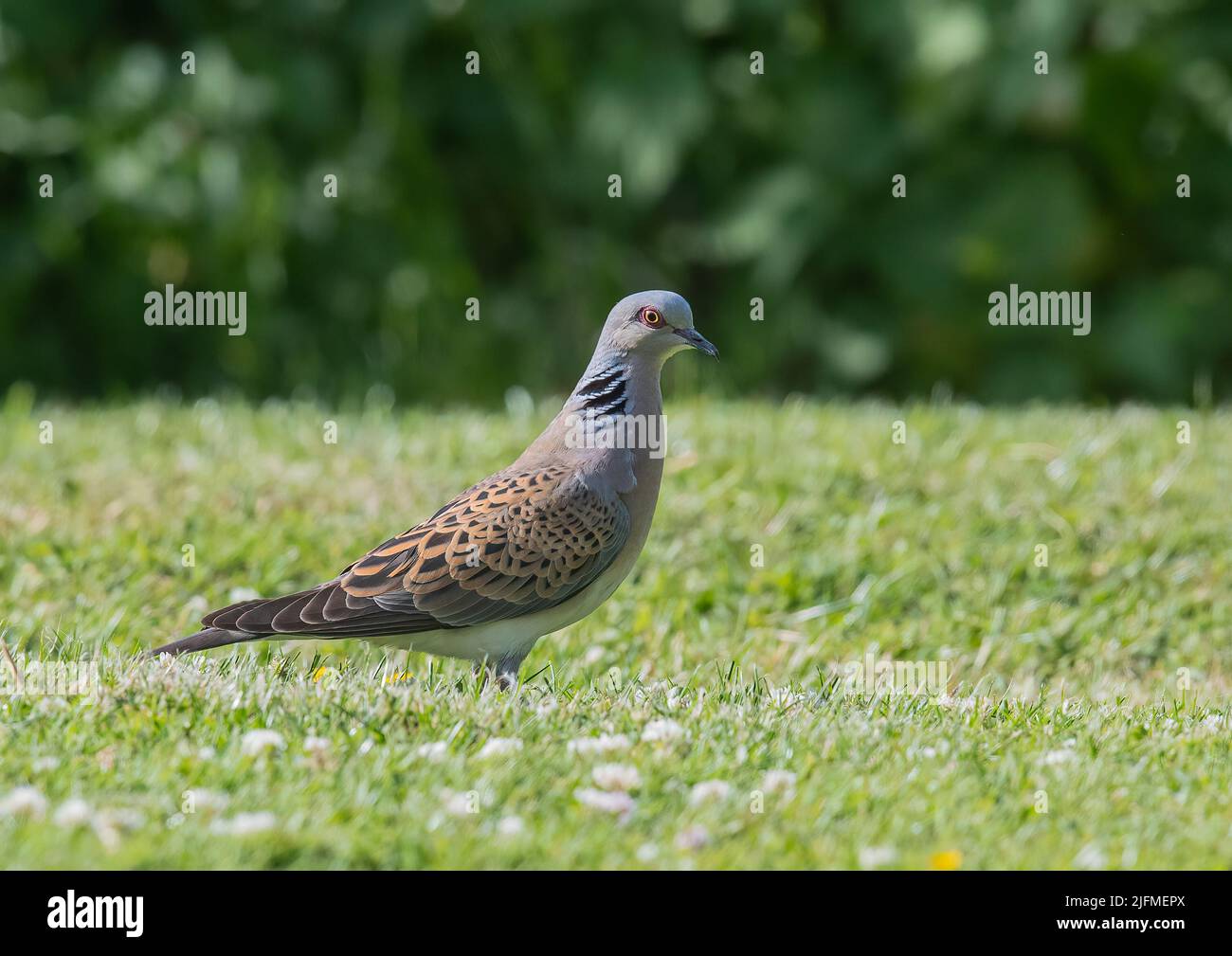 A  bold and alert Turtle Dove , a species on the brink of extinction , feeding in the grass in Essex , UK Stock Photo