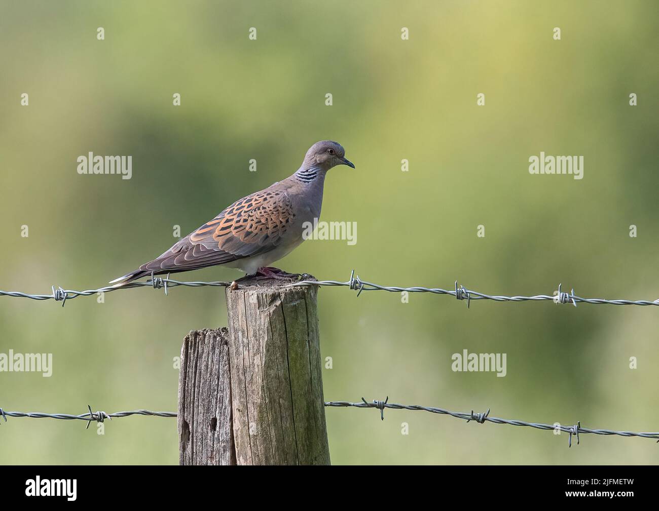 On the brink of extinction , a l Turtle Dove , showing its patterned feathers whilst sat on a stark barbed wire fence on a farm in Essex , UK Stock Photo