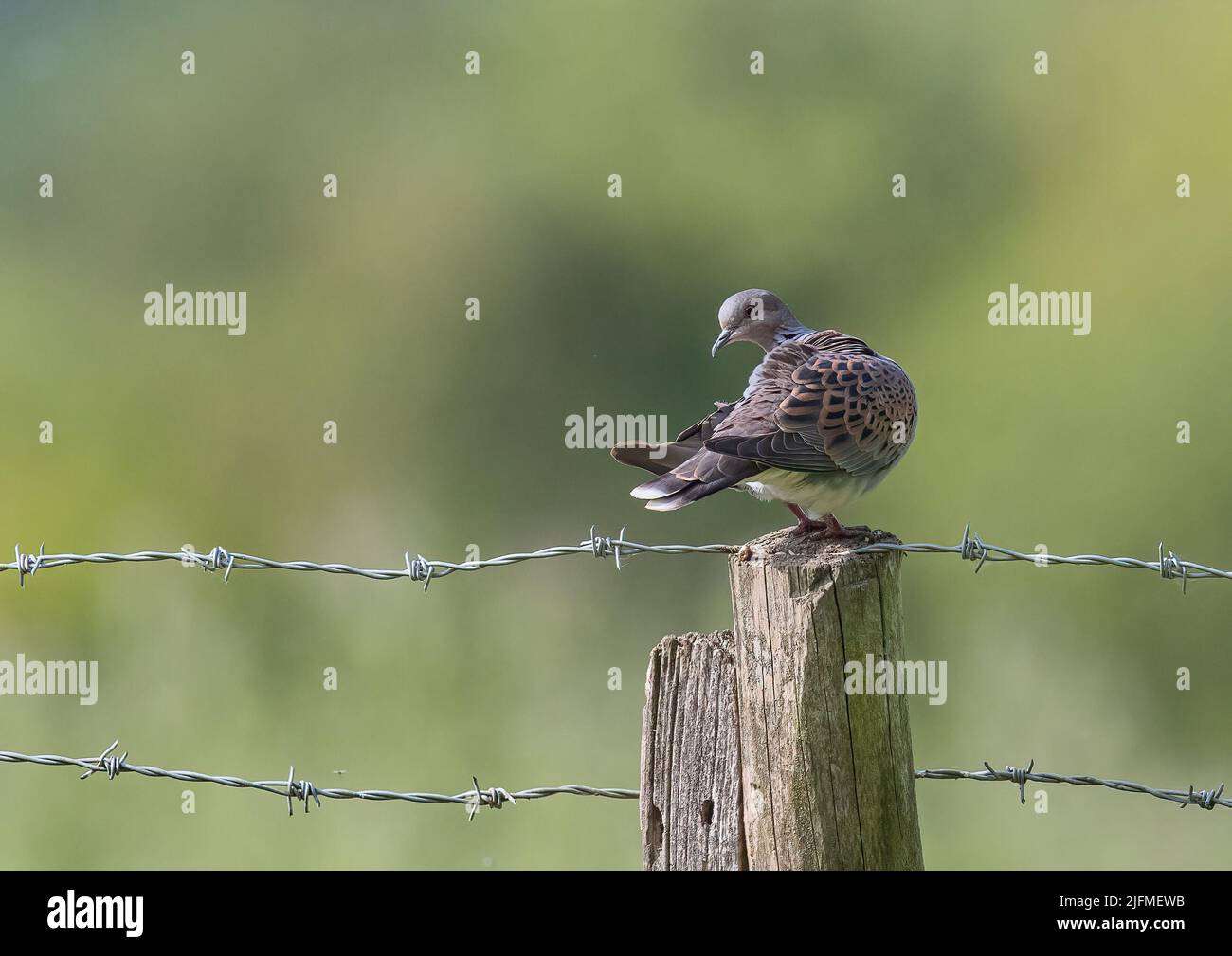 On the brink of extinction , a rare  Turtle Dove , sat on a stark barbed wire fence on a farm in Essex , UK Stock Photo