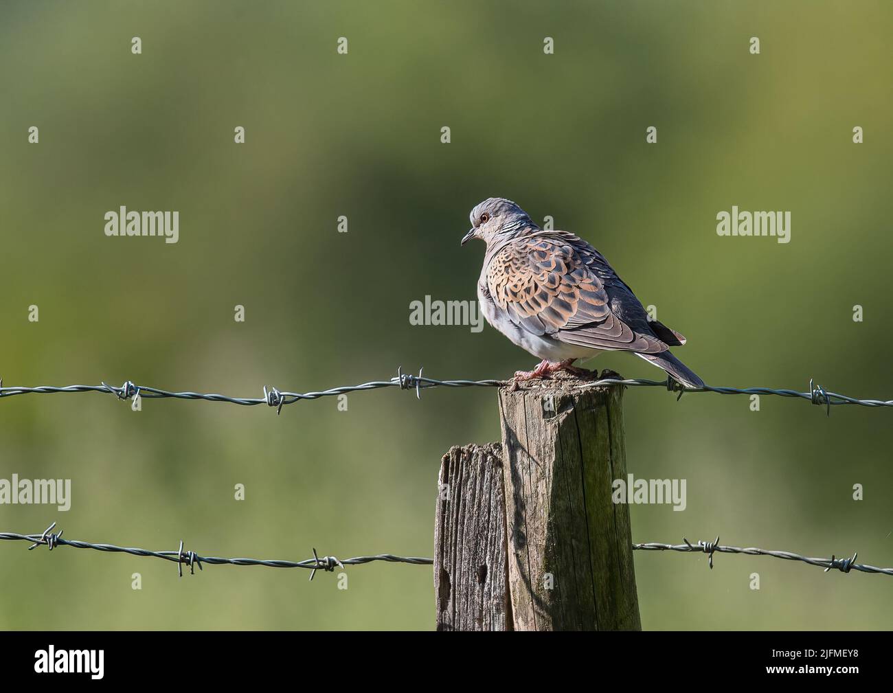 On the brink of extinction , a colourful Turtle Dove , sat on a stark barbed wire fence on a farm in Essex , UK Stock Photo