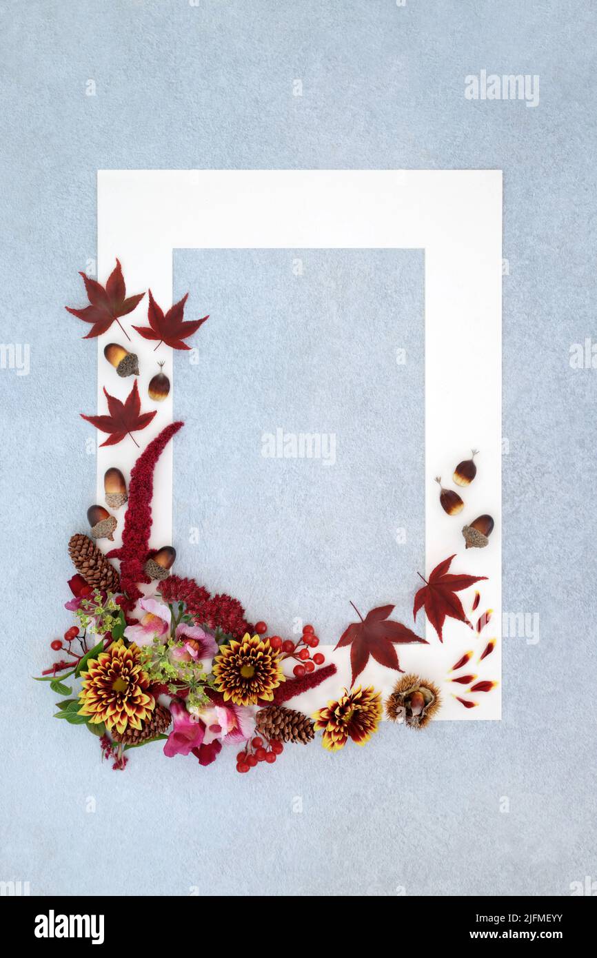 Autumn Thanksgiving leaves and flowers. Background nature border vivid natural design for the Fall season. Flat lay top view, copy space. Stock Photo