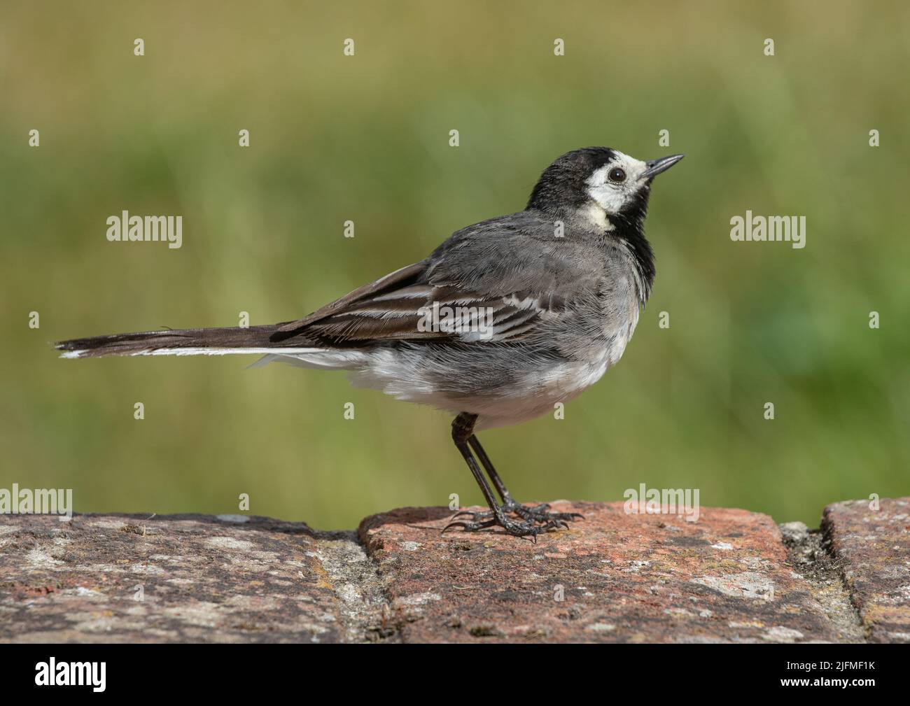 A close up of a cheeky little Pied Wagtail( Motacilla alba ) standing on a wall , against a clear background . Suffolk, UK . Stock Photo