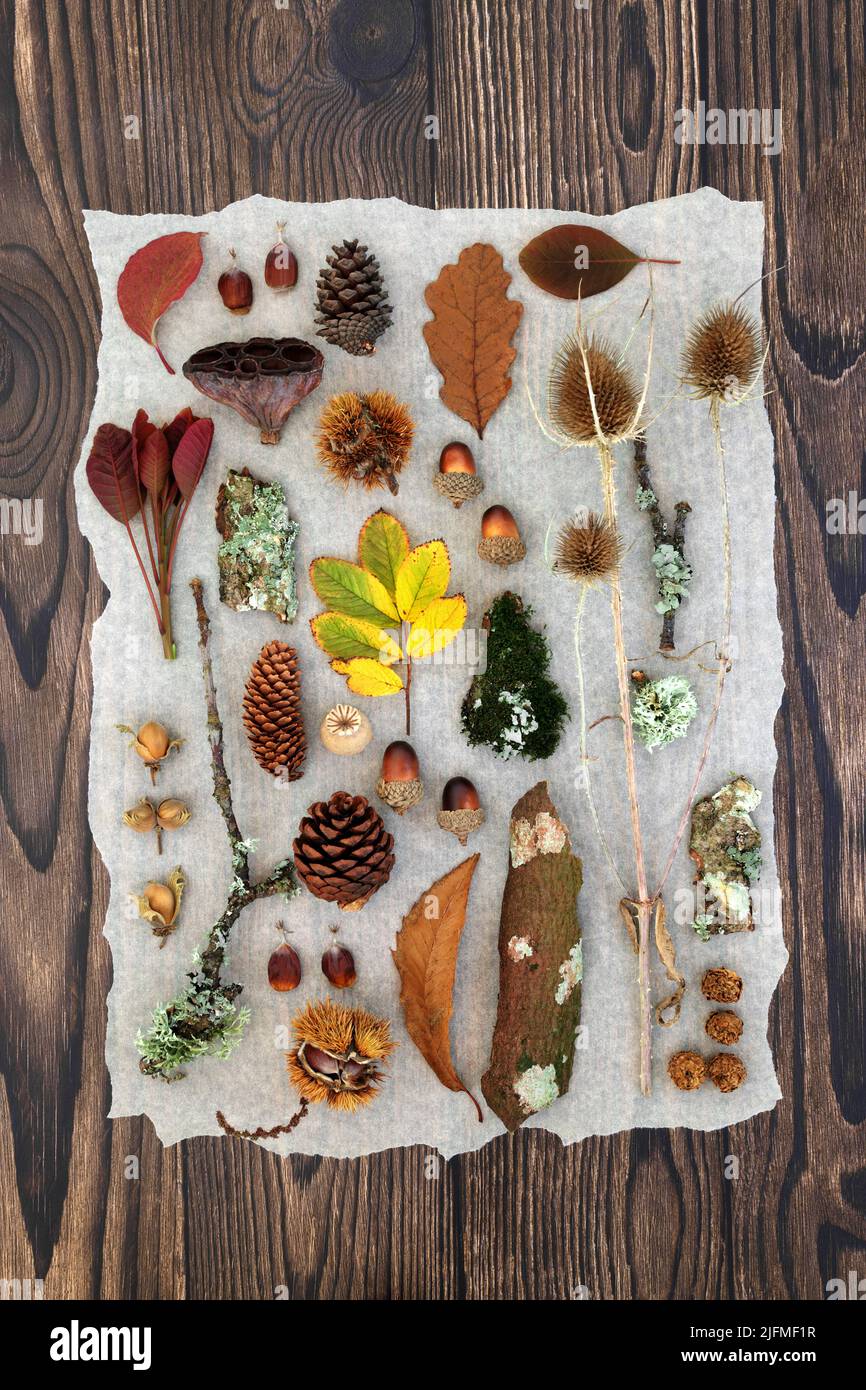Autumn nature study of European leaves, natural objects and fauna. Background botanical composition for the Fall Thanksgiving season. Flat lay. Stock Photo