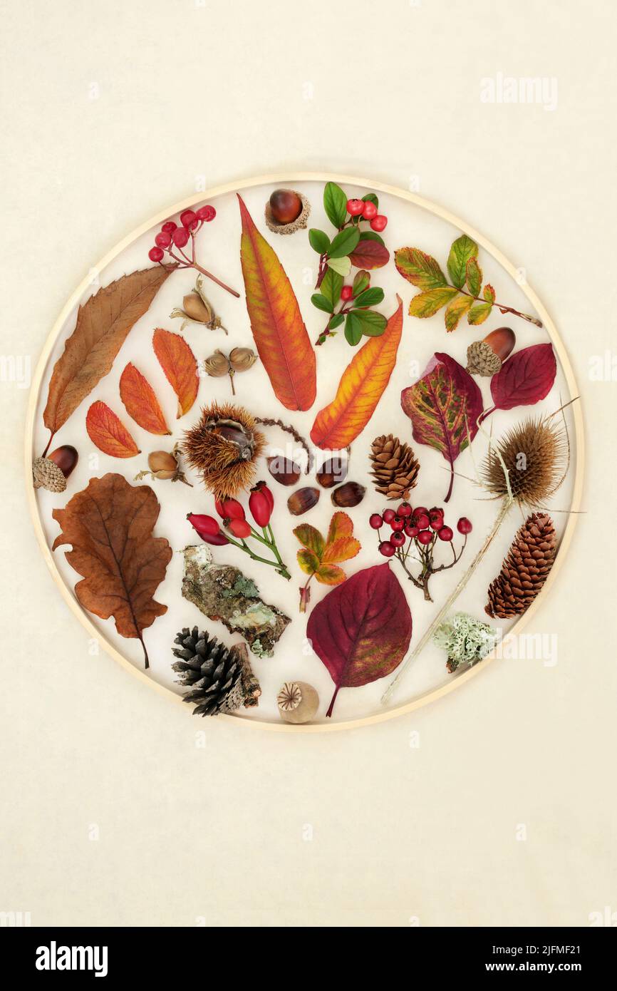 Autumn and Thanksgiving composition of leaves and flowers, fruit, nuts and traditional objects. Natural nature round shaped design in a wooden frame. Stock Photo
