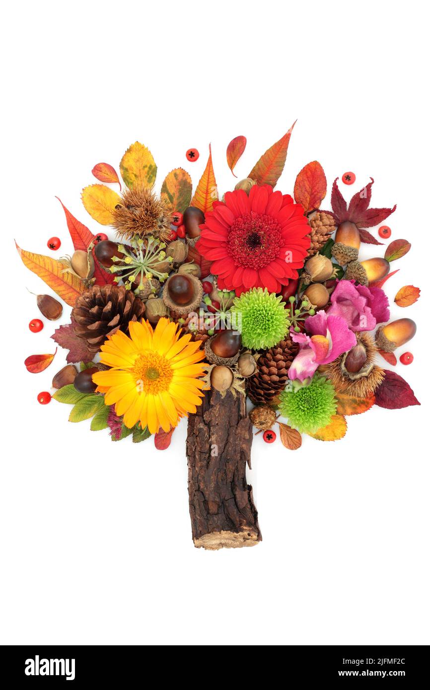 Autumn and Thanksgiving abstract tree shape design with leaves, flowers, berry fruit, nuts. Surreal nature Fall composition with natural flora. Stock Photo