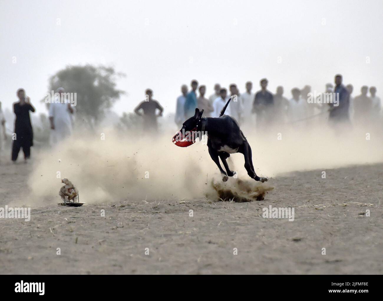 (220704) PESHAWAR, July 4, 2022 (Xinhua) A dog chases a fake