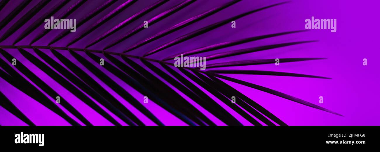 Thin leaf of a robelini palm tree in neon pink, purple and blue colors. modern background. Web banner. Stock Photo
