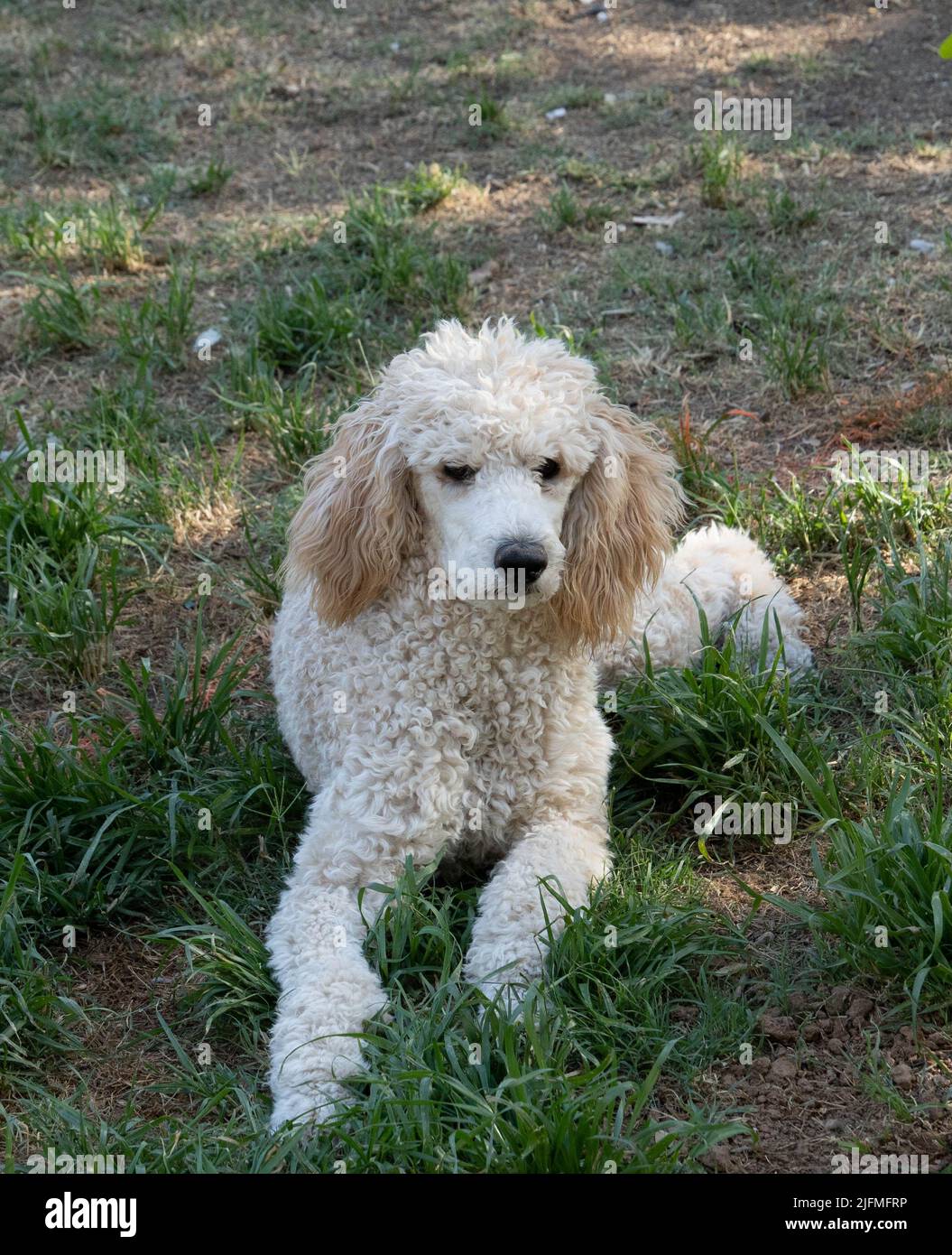 Beautiful standard poodle dog laying on the grass in the garden Stock ...