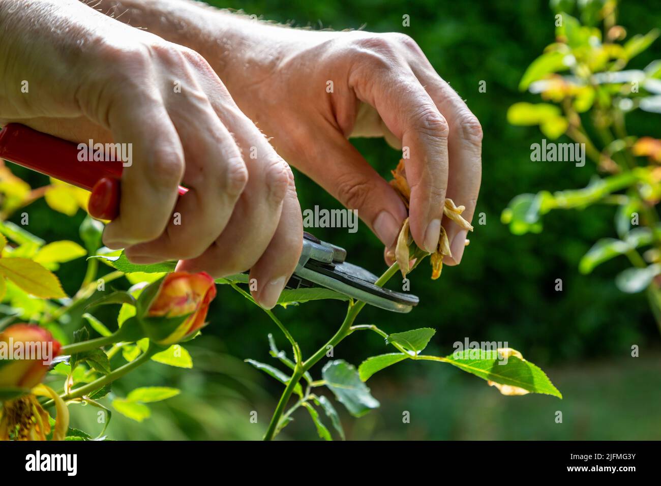A man deadheading a rose bush in summertime Stock Photo
