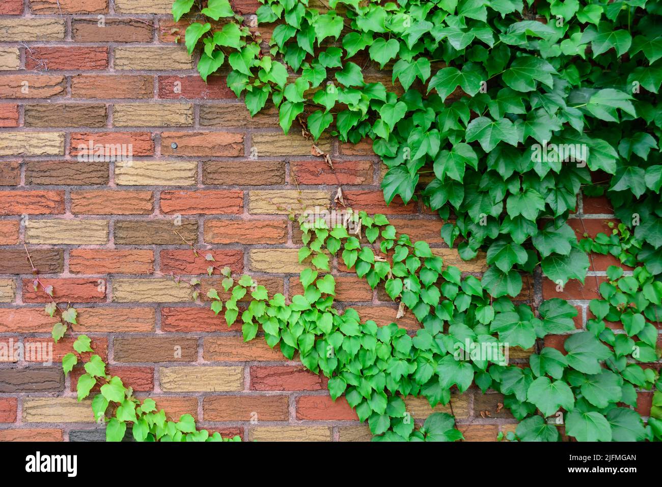 Clinging plants hires stock photography and images Alamy