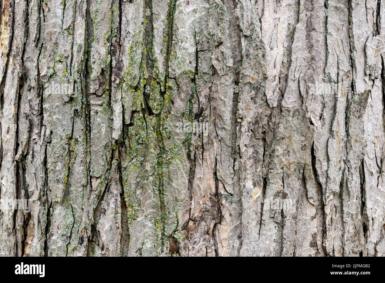 Tree bark - background Stock Photo