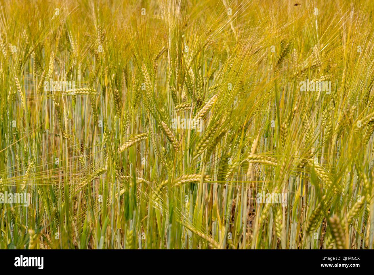 Close up of golden barley on farmland, a grain commonly used for brewing beer Stock Photo