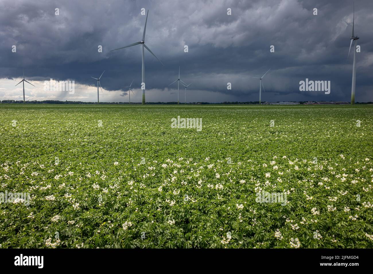 Potato growing on the farmland, on a stormy day with dark storm skies and wind turbines in the background Stock Photo