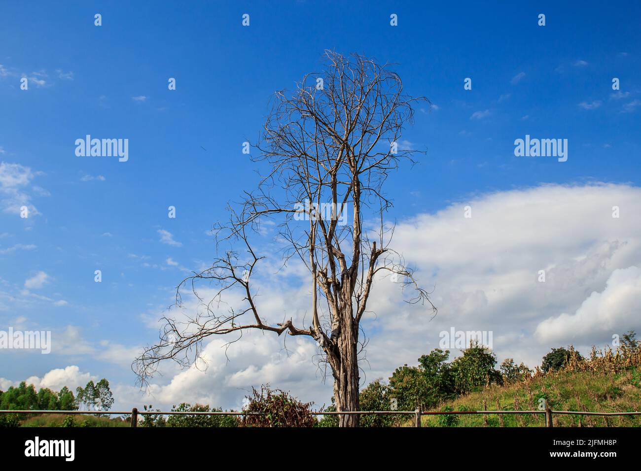 Dead tree in the blue sky background Stock Photo - Alamy