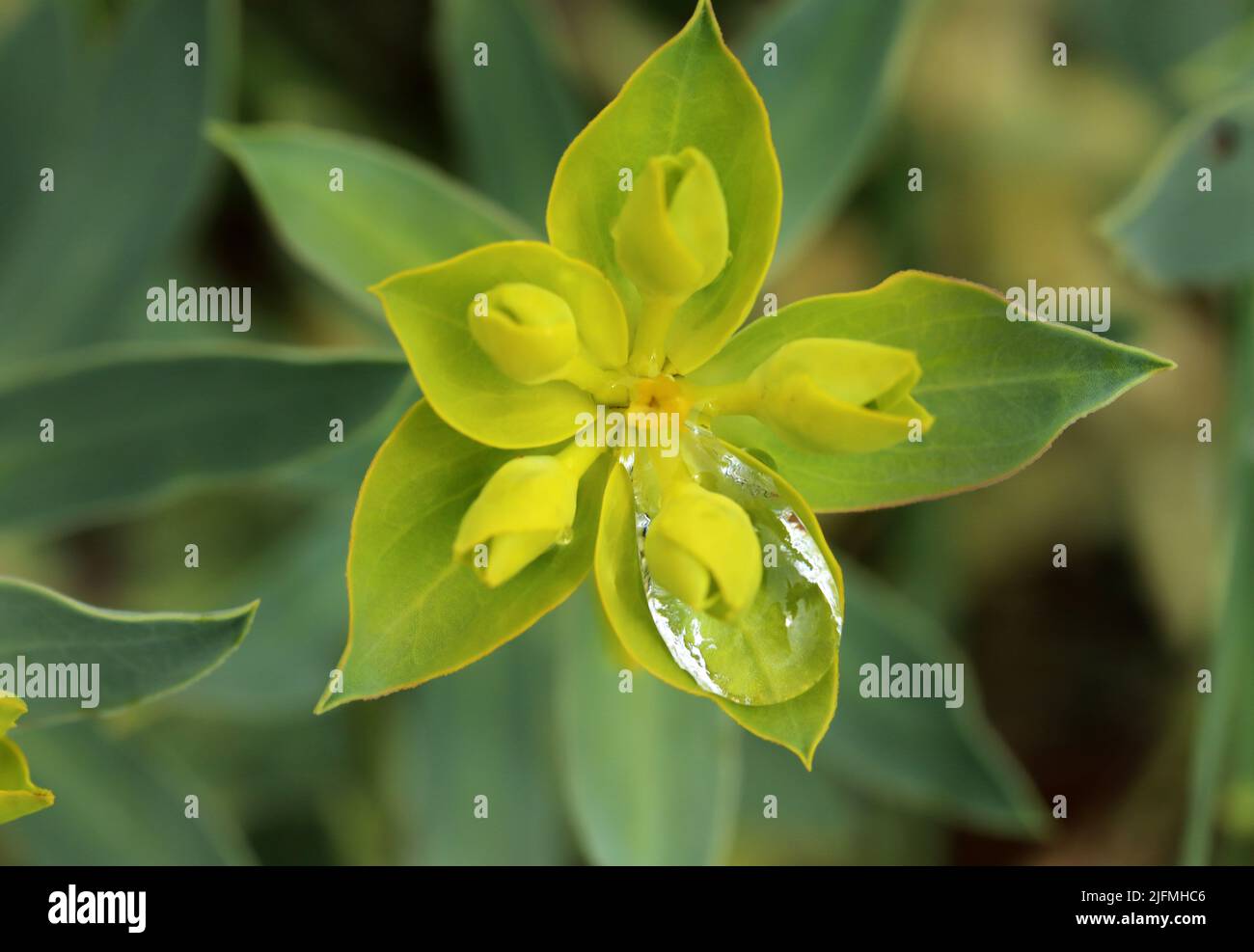 Macro photography of beautiful mountain flowers Stock Photo - Alamy