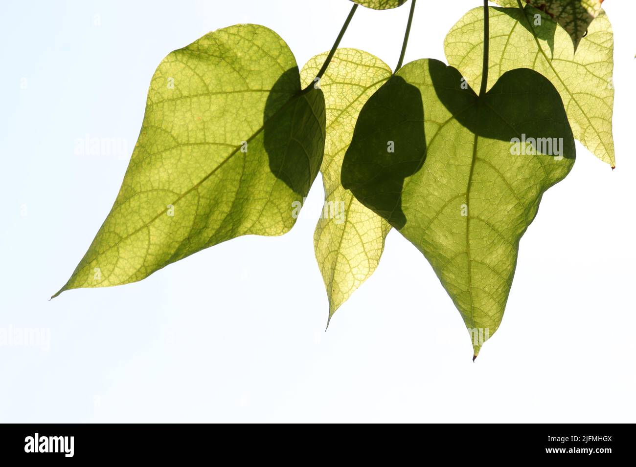 Heart shaped green leaves twig isolated white Stock Photo - Alamy