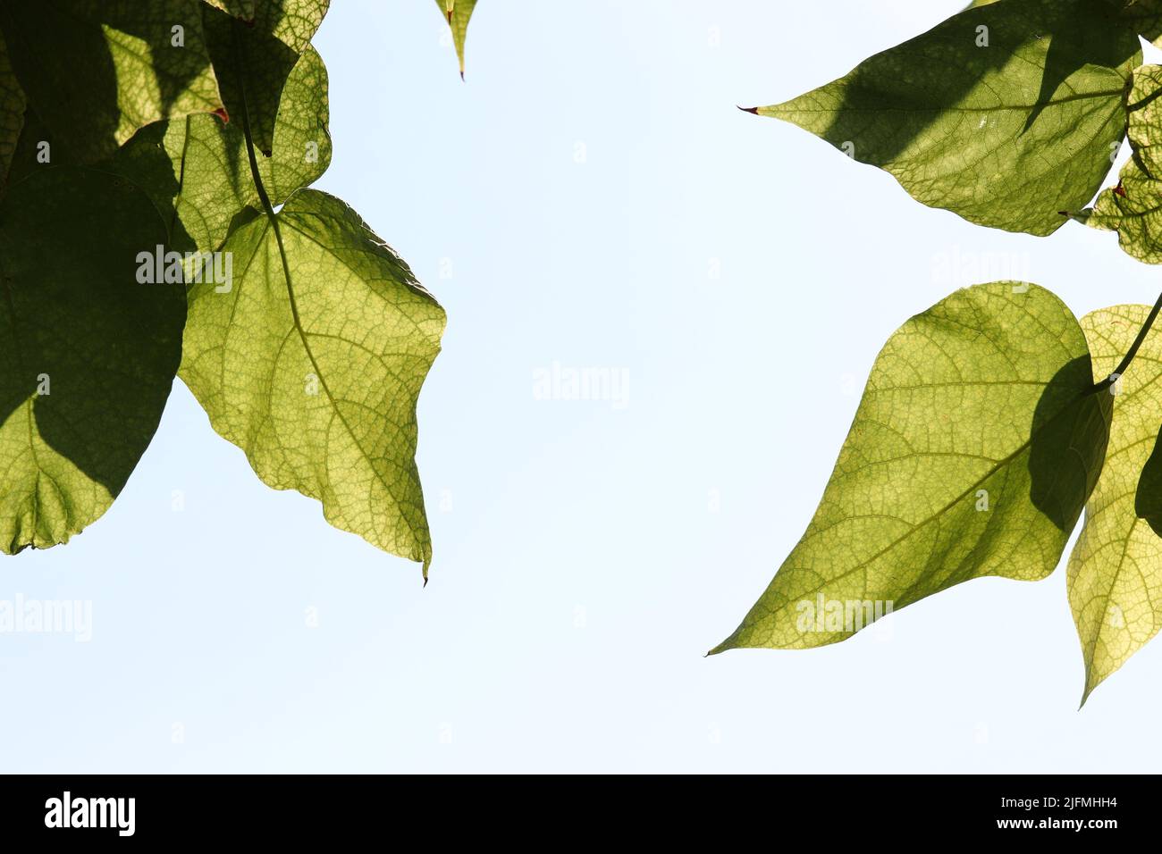 Heart shaped green leaves twig isolated white Stock Photo - Alamy