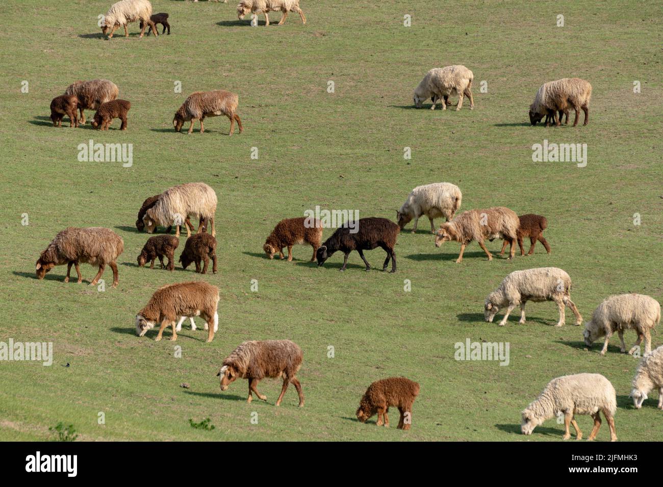 A beautiful shot of a herd of cows in a field during the day Stock ...