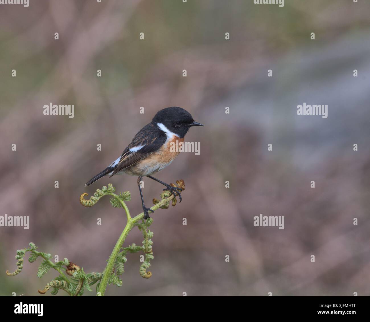 Male European stonechat perched on top of bracken Stock Photo