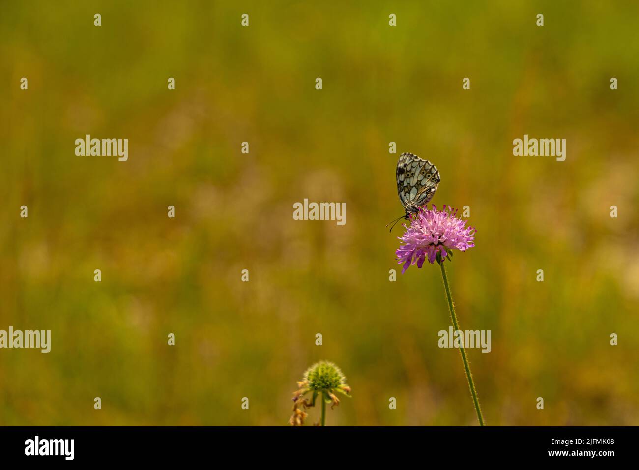 butterfly is sitting on a flower Stock Photo - Alamy