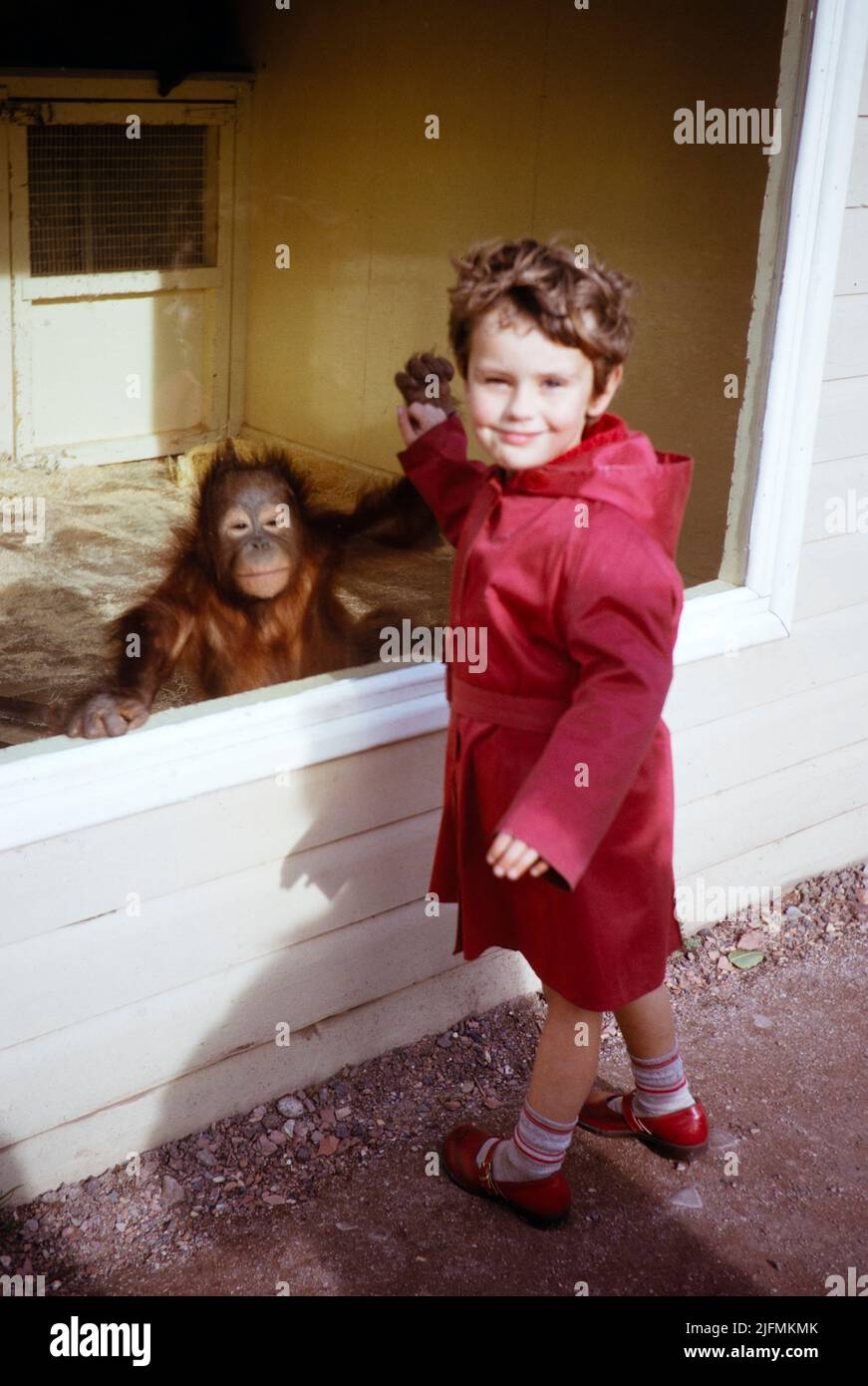 Child standing by young Orang Utan or Orangutan, Twycross Zoo, Little Orton, Leicestershire, England, UK early 1960s Stock Photo