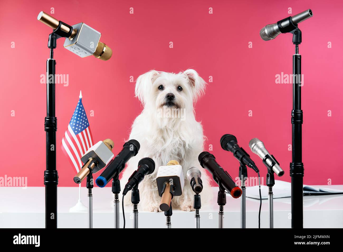 Adorable white fluffy dog speaker holds press conference with set of different microphones over pink background. Animals, funny concept Stock Photo