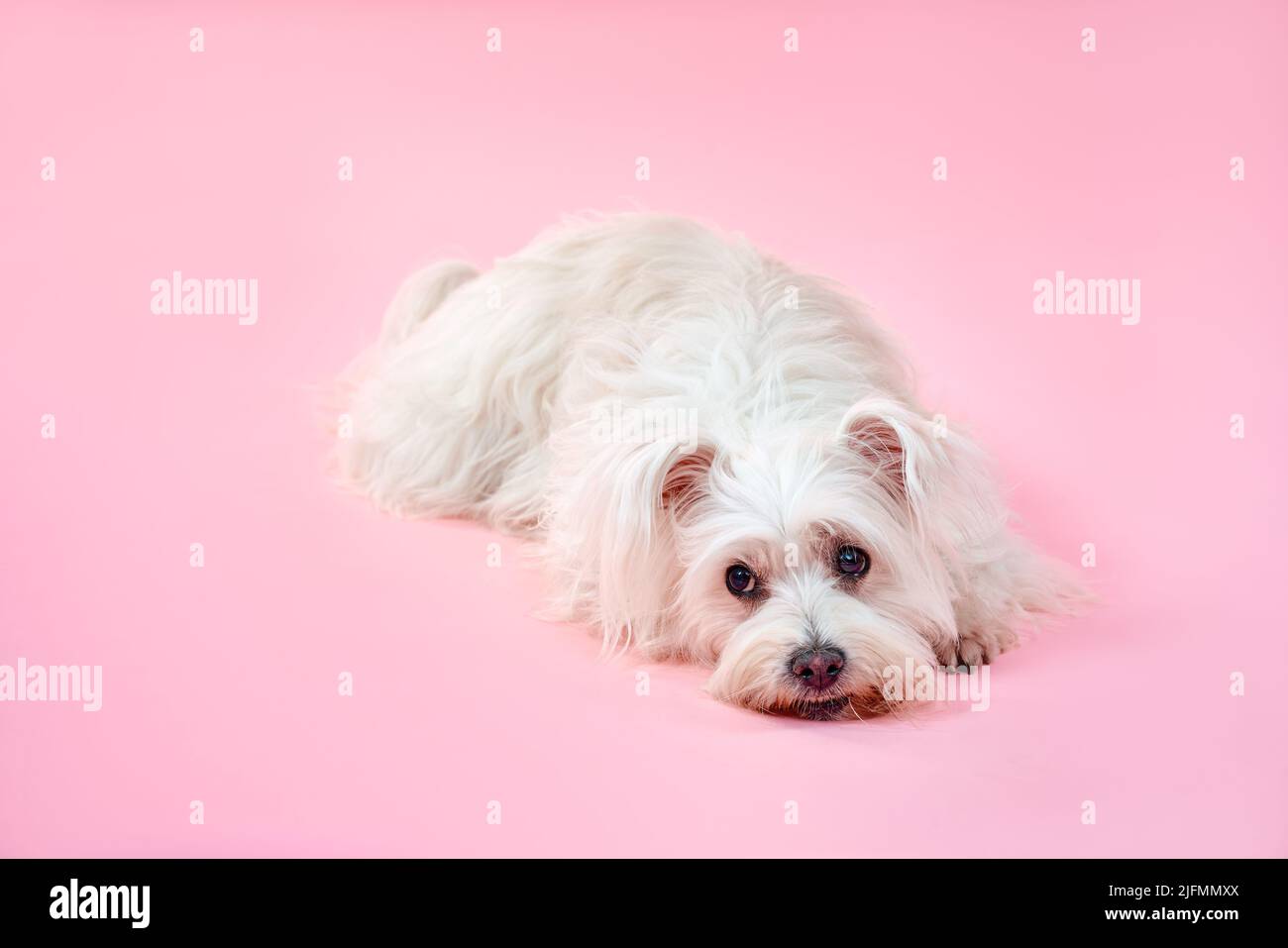Adorable white fluffy dog laying down isolated on pink studio background Stock Photo