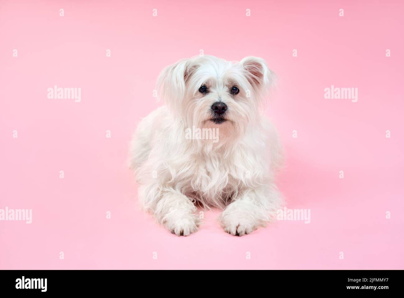 Portrait of adorable white fluffy dog posing on studio isolated on pink background Stock Photo