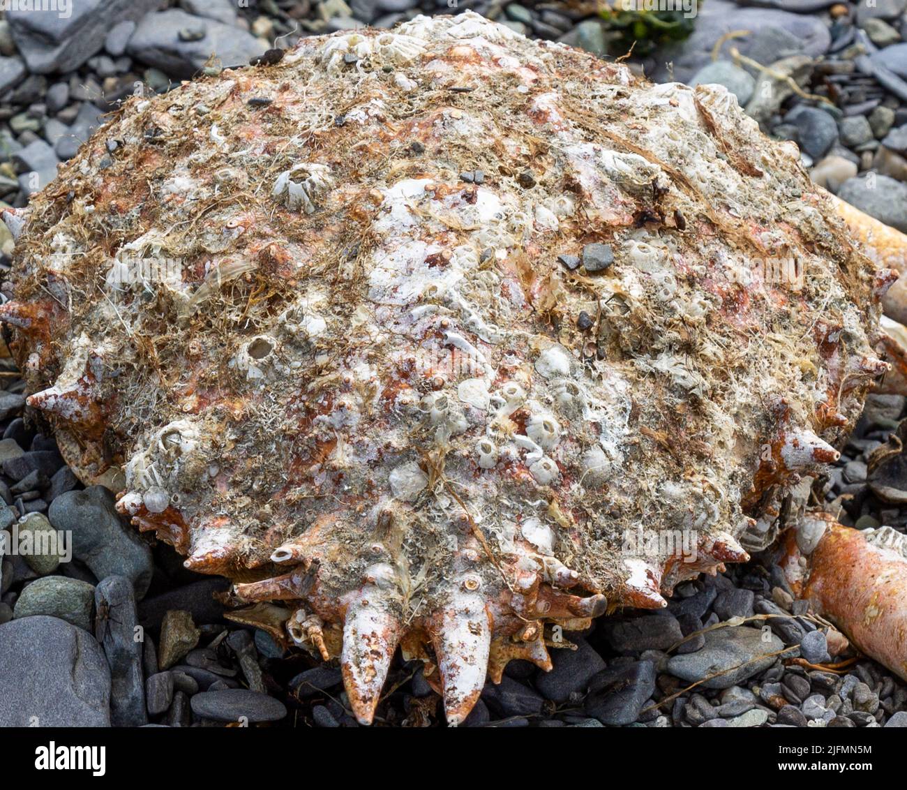Empty Spider Crab shell close up covered in Barnacles Stock Photo