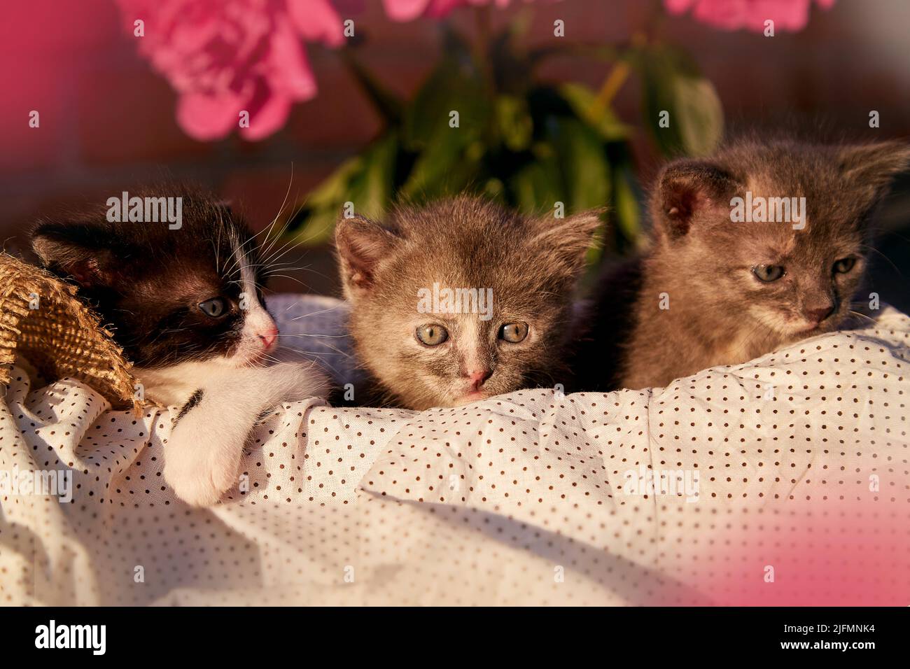 Cute domestic animals kittens among blooming peony. Adorable small animal at summertime. Discovery and curiosity childhood. Summer aesthetic background Stock Photo