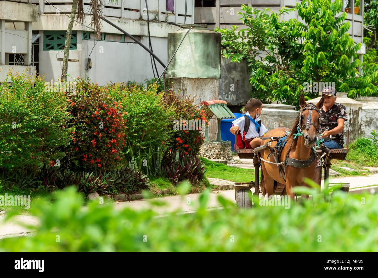 Draft horse tied up to and pulling a handmade vehicle, carrying an elderly man and a child who is wearing a Cuban school uniform. There is foliage in Stock Photo