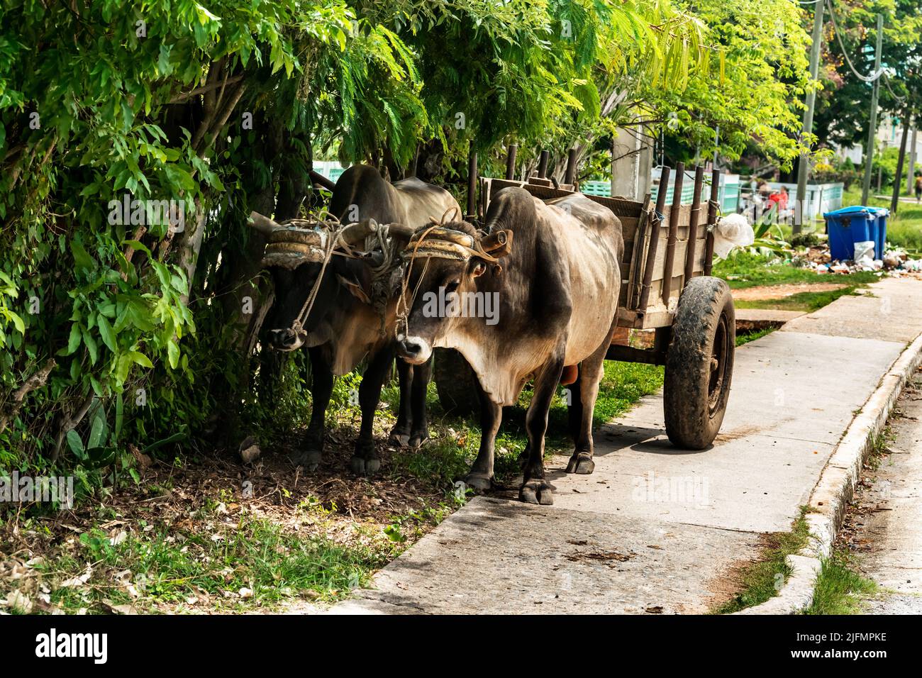 Two domesticated oxen tied up together to a wooden homemade wagon, they have their horns cut off. Stock Photo