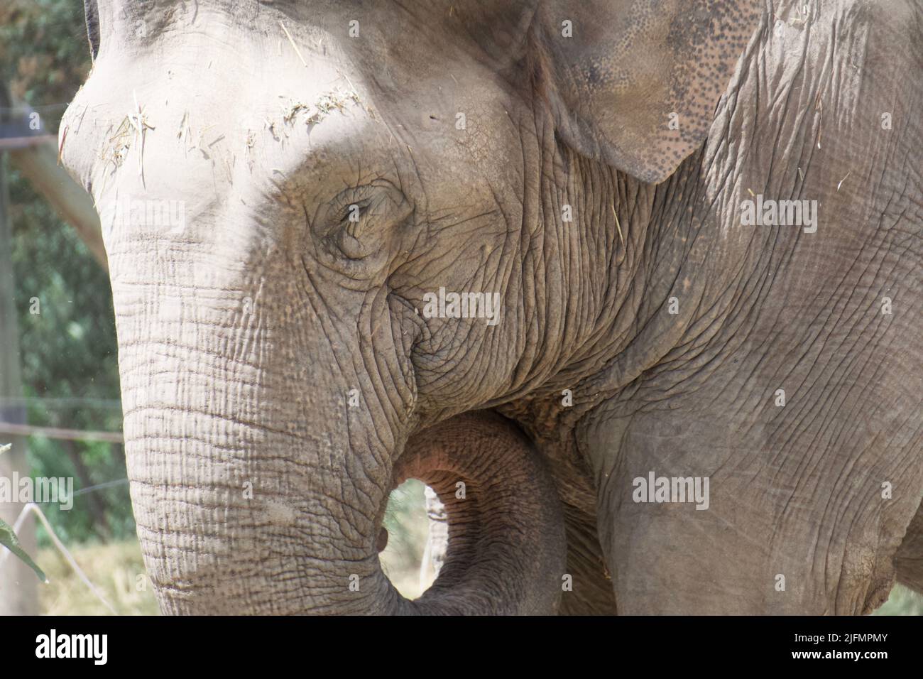 Trunk Head Detail of the eye and part of the trunk in the head of an elephant ...