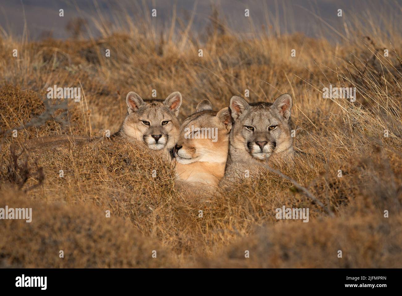 A female Puma with its cubs near Torres del Paine N.P., South Chile Stock Photo