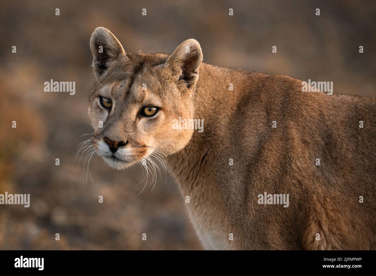 A wild female Puma (Puma concolor) from Chilean Patagonia, near Torres del Paine N.P. Stock Photo