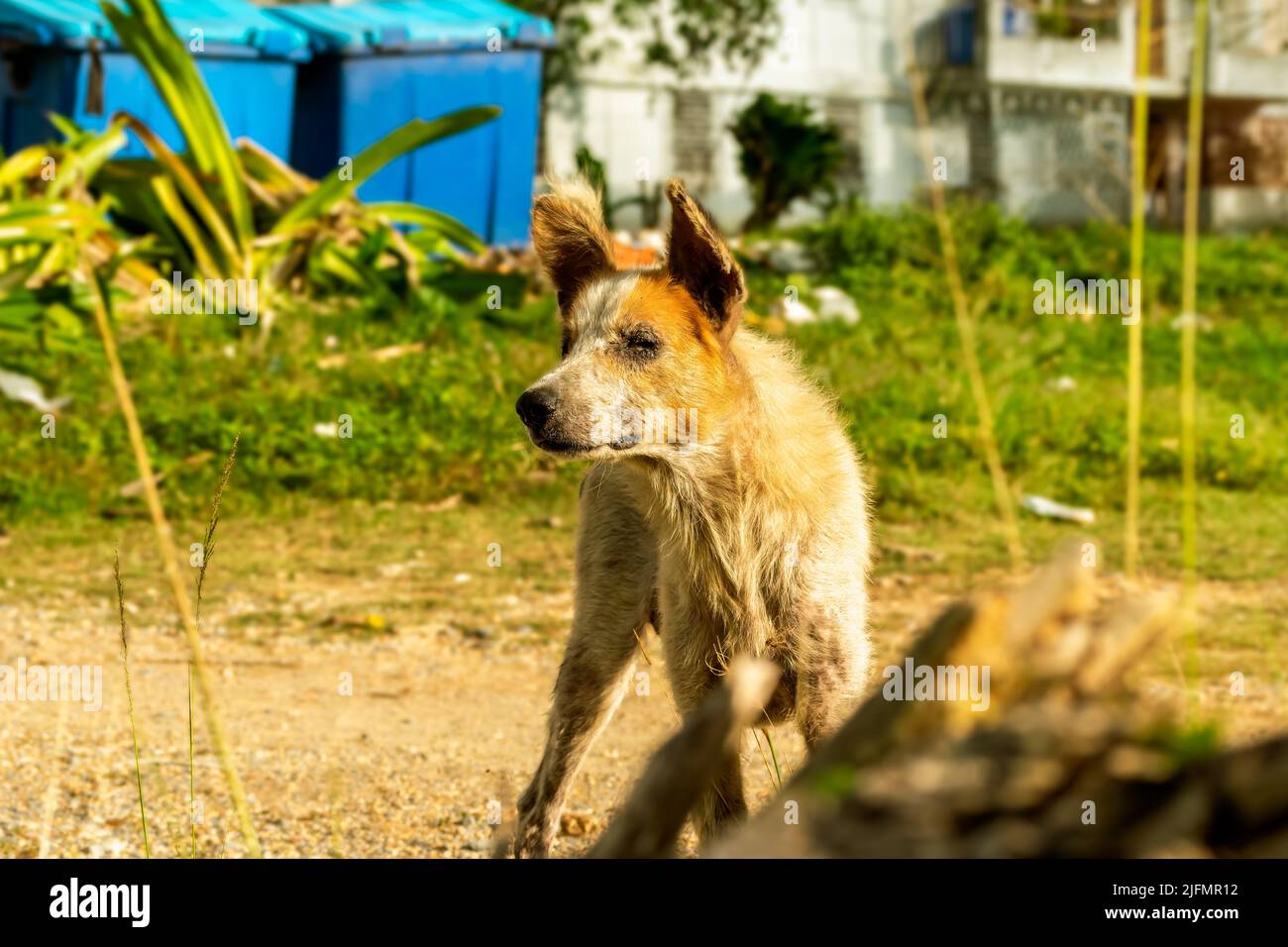 Close up photo of an adult stray dog of light colors, he has mange and his eyes are also showing signs of sickness Stock Photo