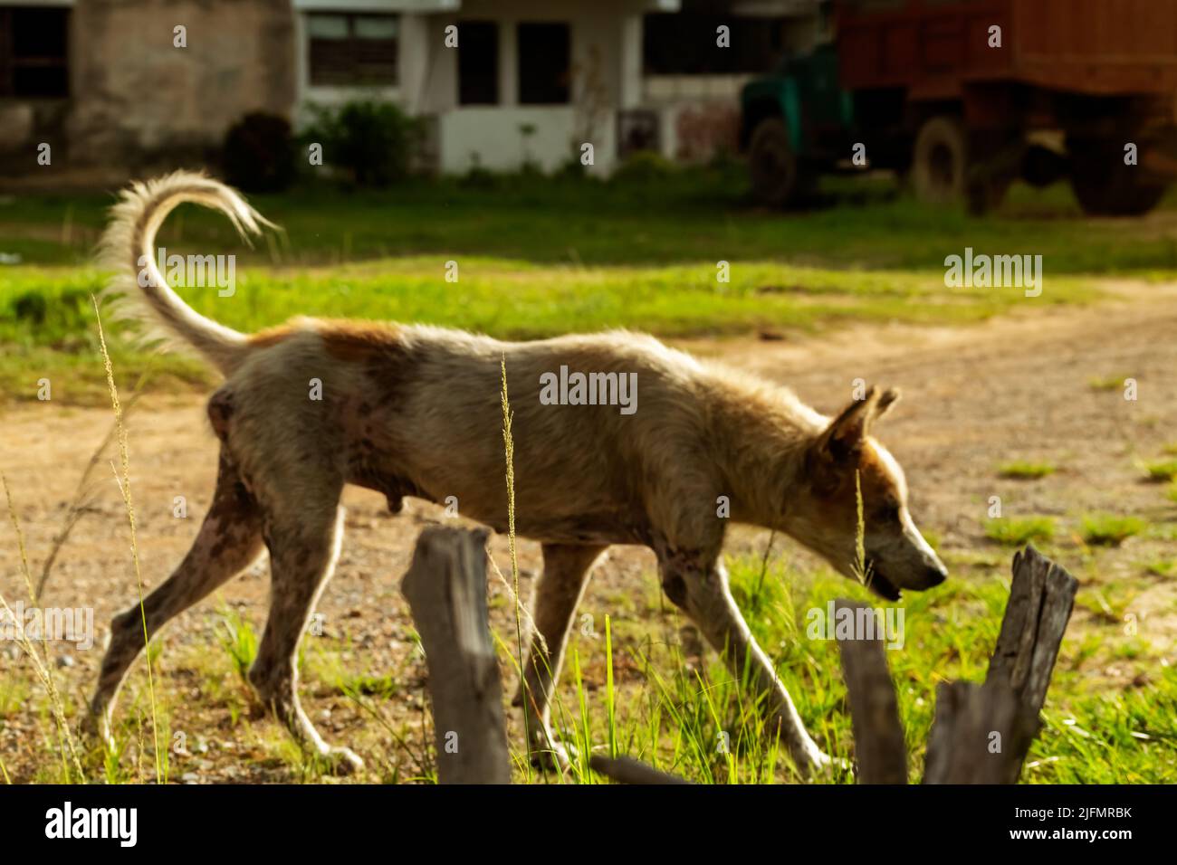 Photo of a brisk of grass under the sunset light, a stray male dog with his skin full of mange, is passing by in a blur behind it Stock Photo