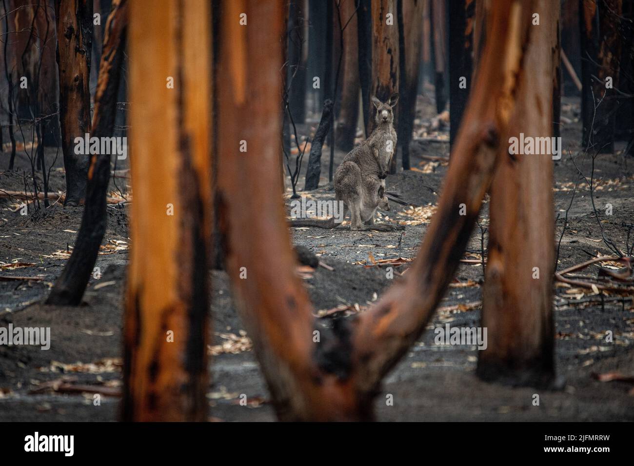(220704) -- CANBERRA, July 4, 2022 (Xinhua) -- Photo provided by the Commonwealth Scientific and Industrial Research Organisation (CSIRO) on July 1, 2022 shows a kangaroo after a bushfire in Australia.  The number of extreme fire weather days in Australia every year has increased significantly over the past 40 years, a study has found.    According to a report published by the CSIRO on July 1, the number of extreme bushfire weather days per year increased by 27, or 56 percent, between 1979 and 2019. (Jo-anne McArthur/Handout via Xinhua) Stock Photo