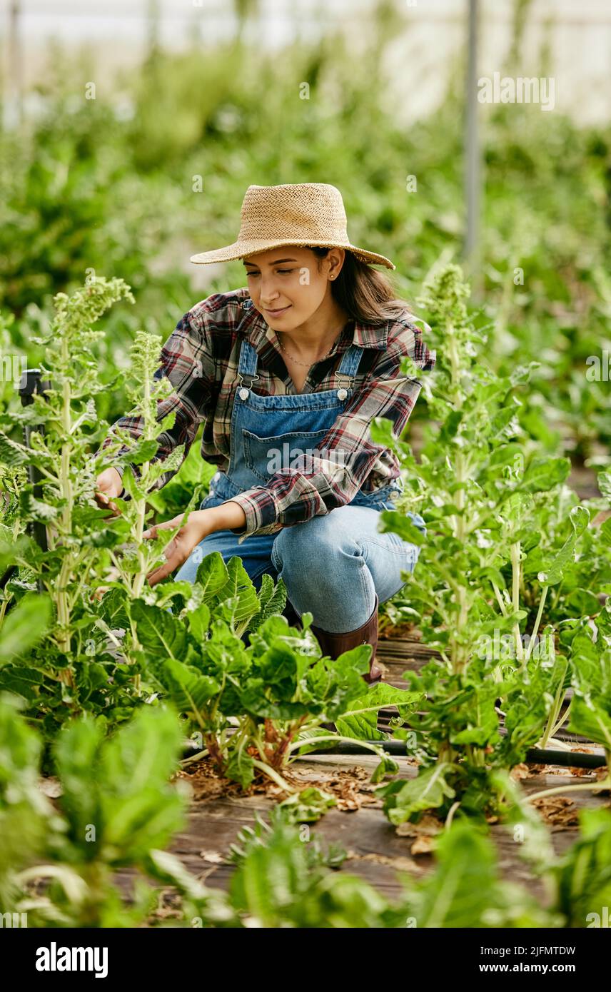 A passion for plants is necessary. Shot of a young female farmer checking her produce. Stock Photo