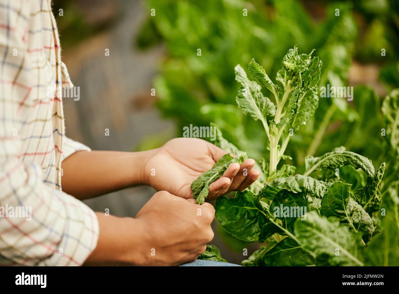 Growing a different kind. Shot of a male farmer checking his spinach harvest Stock Photo Alamy