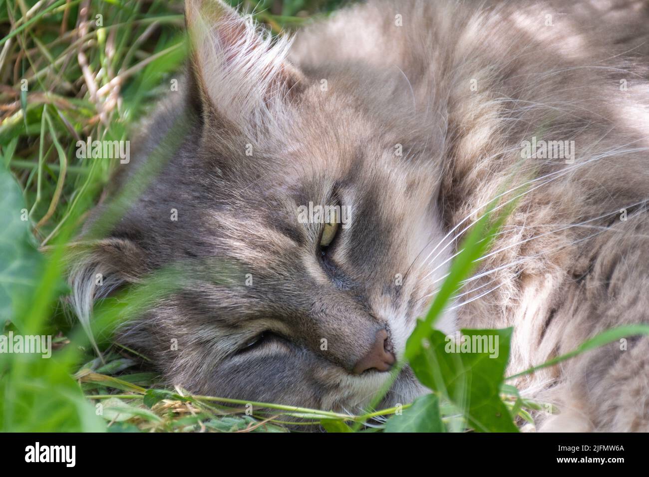 Lazy cat lying on the ground Stock Photo