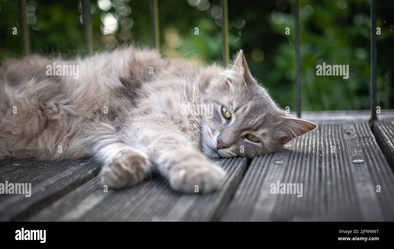 Lazy cat lying on the ground Stock Photo